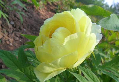 大王園藝 一株百年牡丹王，訴說國色天香的時代風華