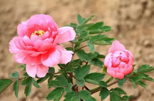 牡丹雍容開 苗木